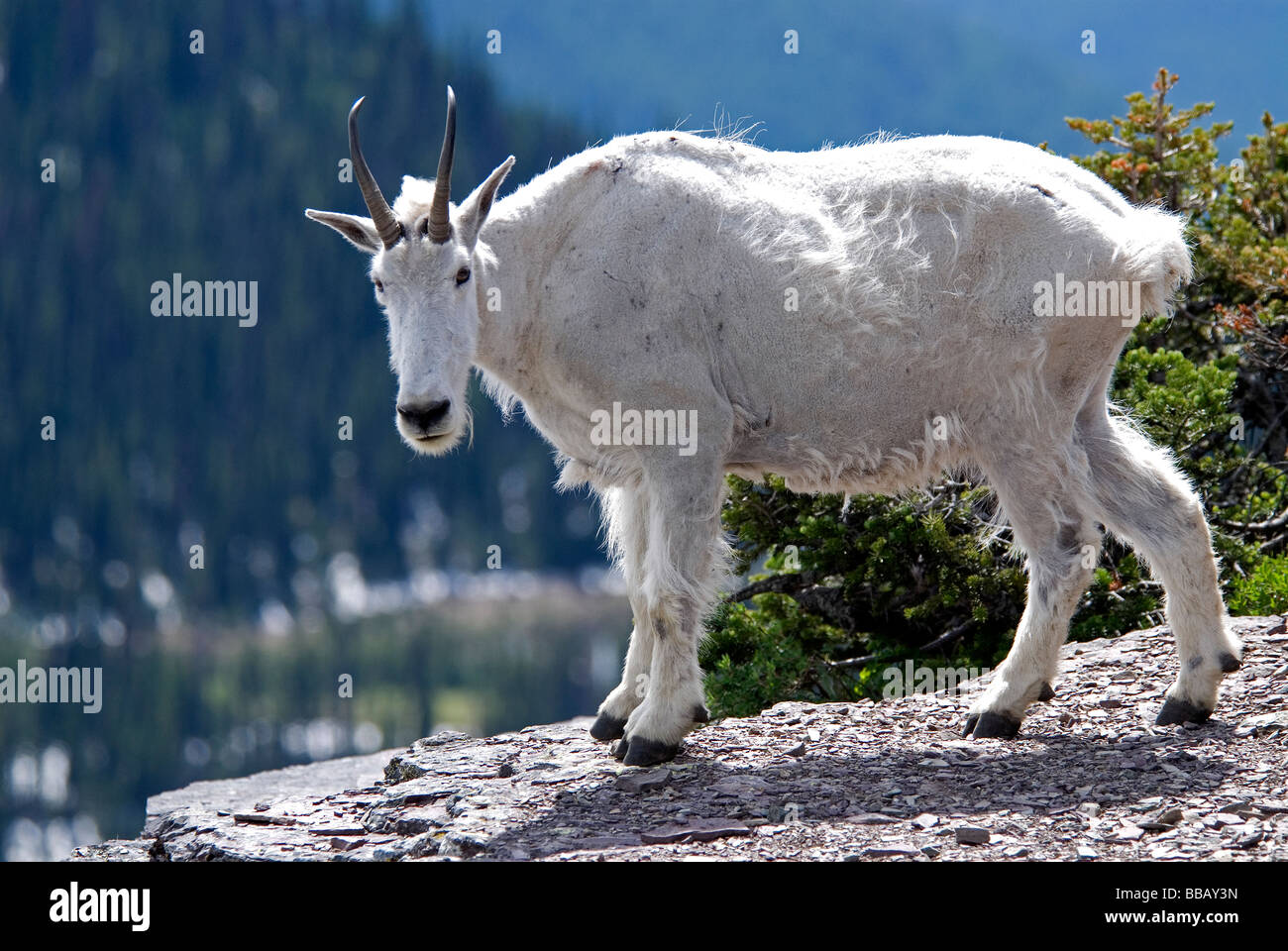 La Chèvre de montagne Oreamnos americanus Banque D'Images