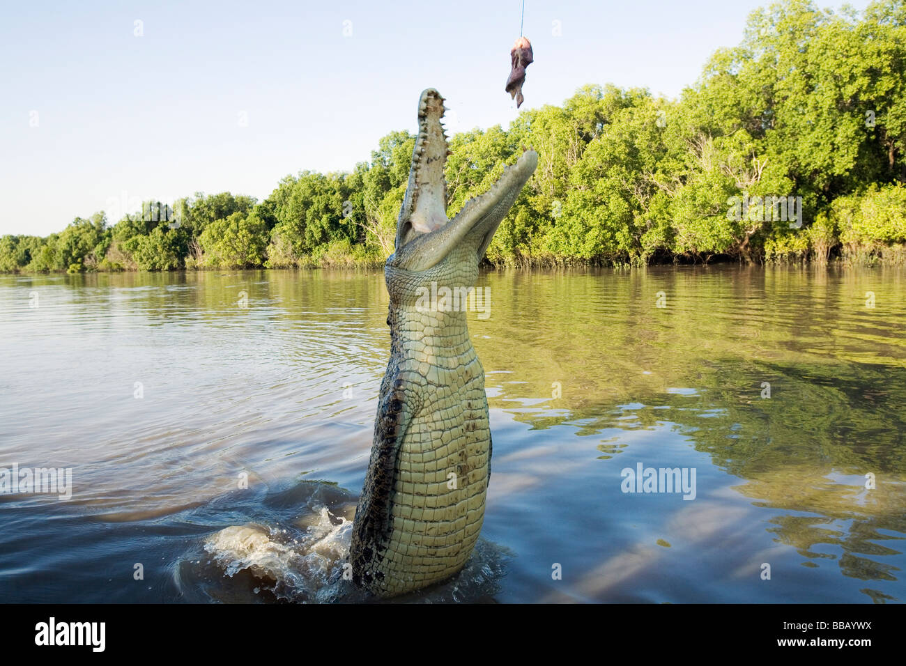 Crocodile Jumping croisière sur l'Adelaide River. Darwin, Territoire du Nord, Australie Banque D'Images