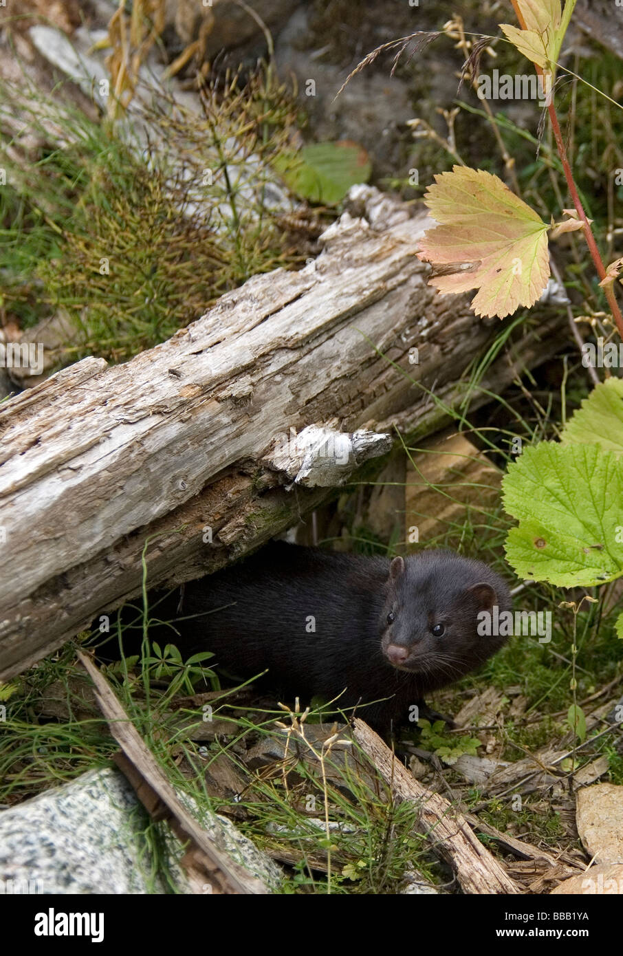 La martre des pins Martes martes Kroschel La faune de l'Alaska États-unis Films Banque D'Images