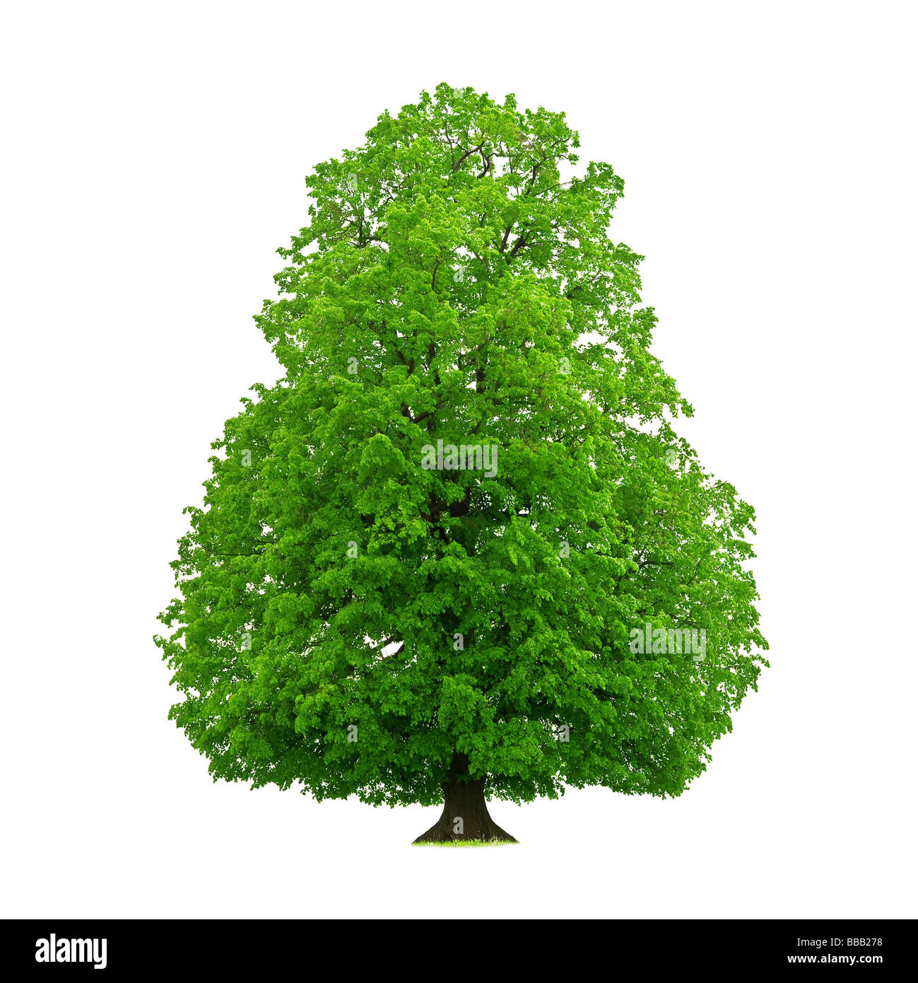 Tree isolated on white Banque D'Images