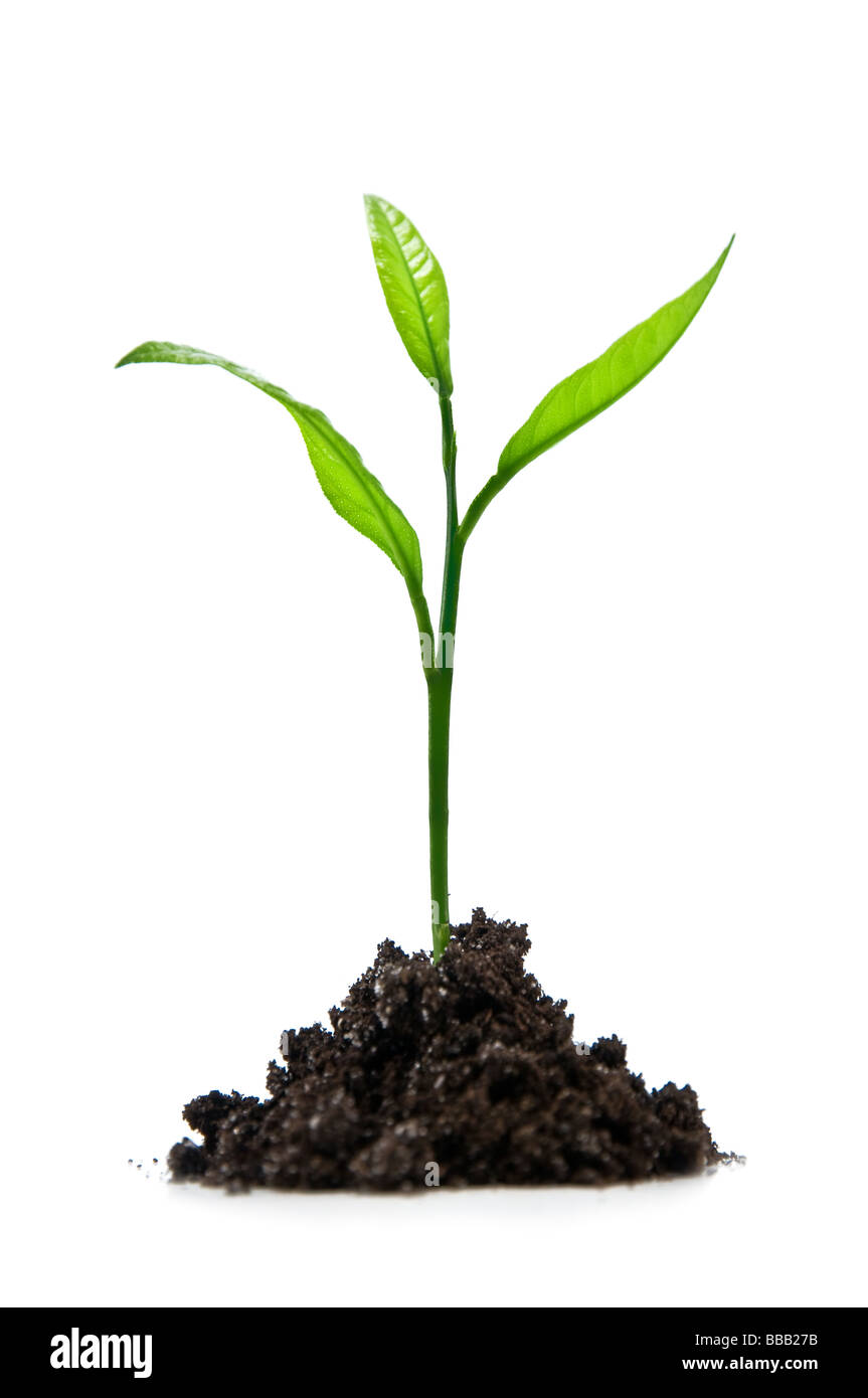 Plant isolated on white Banque D'Images