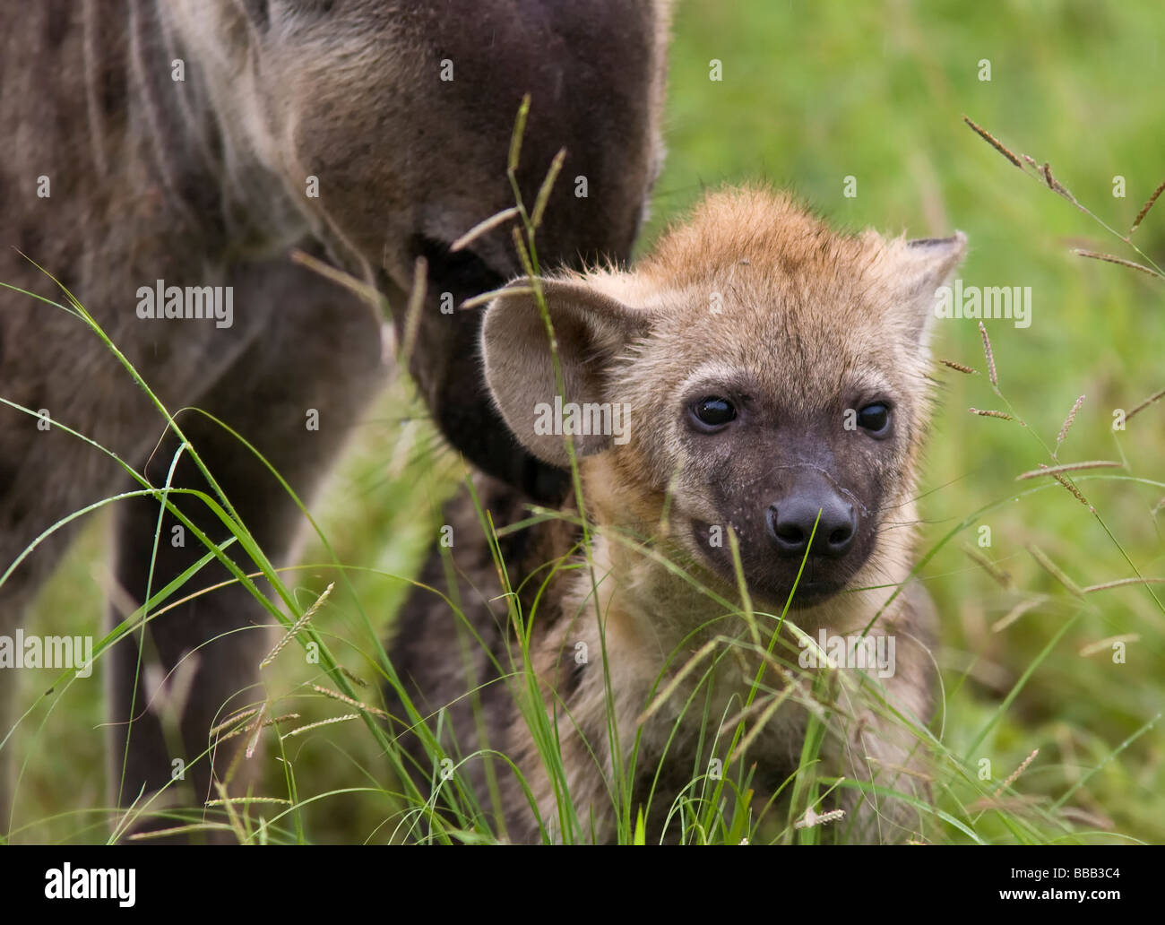 L'Hyène tachetée (Crocuta crocuta) mère avec son cub dans les prairies du parc national Kruger en Afrique du Sud Banque D'Images