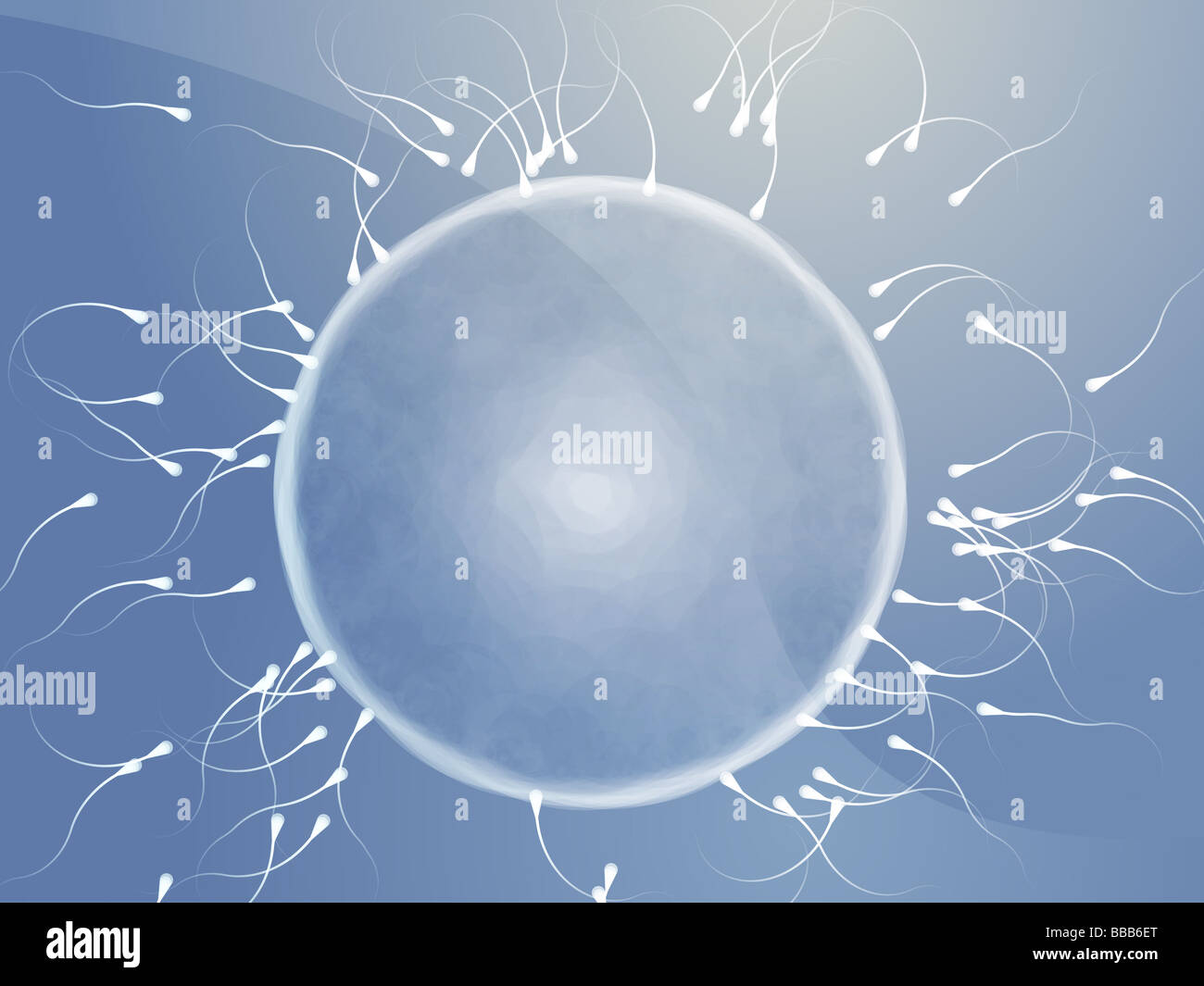 Illustration des droits de l'ovule d'être fécondé par le sperme Banque D'Images
