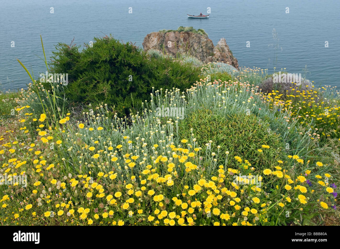 Vue panoramique sur la côte égéenne avec printemps fleurs sauvages Foca Turquie Banque D'Images