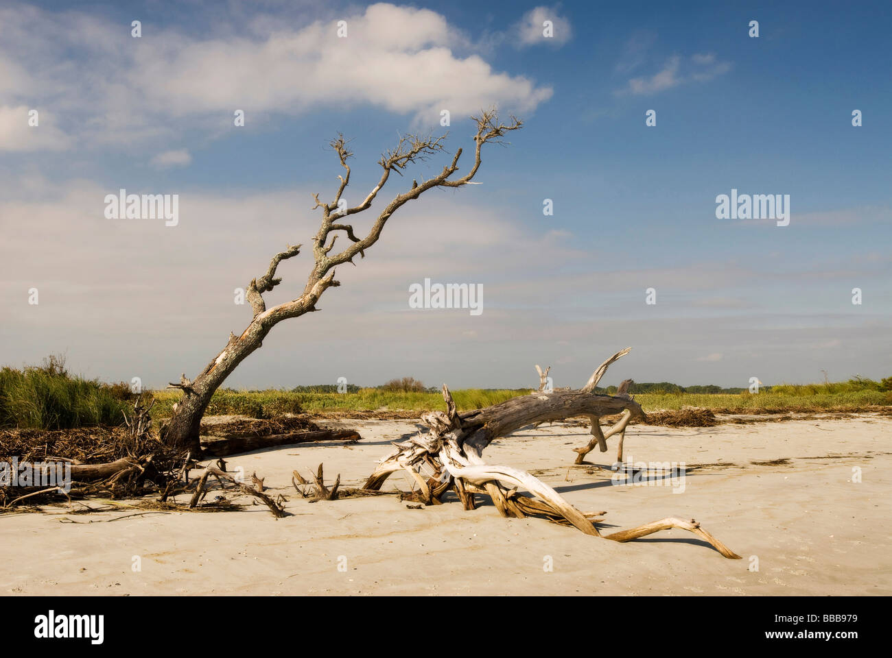 Driftwood on beach Banque D'Images