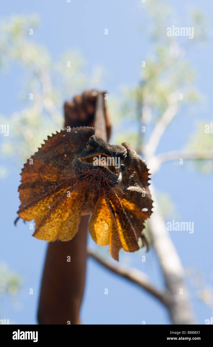 Un guide autochtone détient un luxe (Chlamydosaurus kingii lézard à collier) dans le Kakadu National Park, Territoire du Nord, Australie Banque D'Images