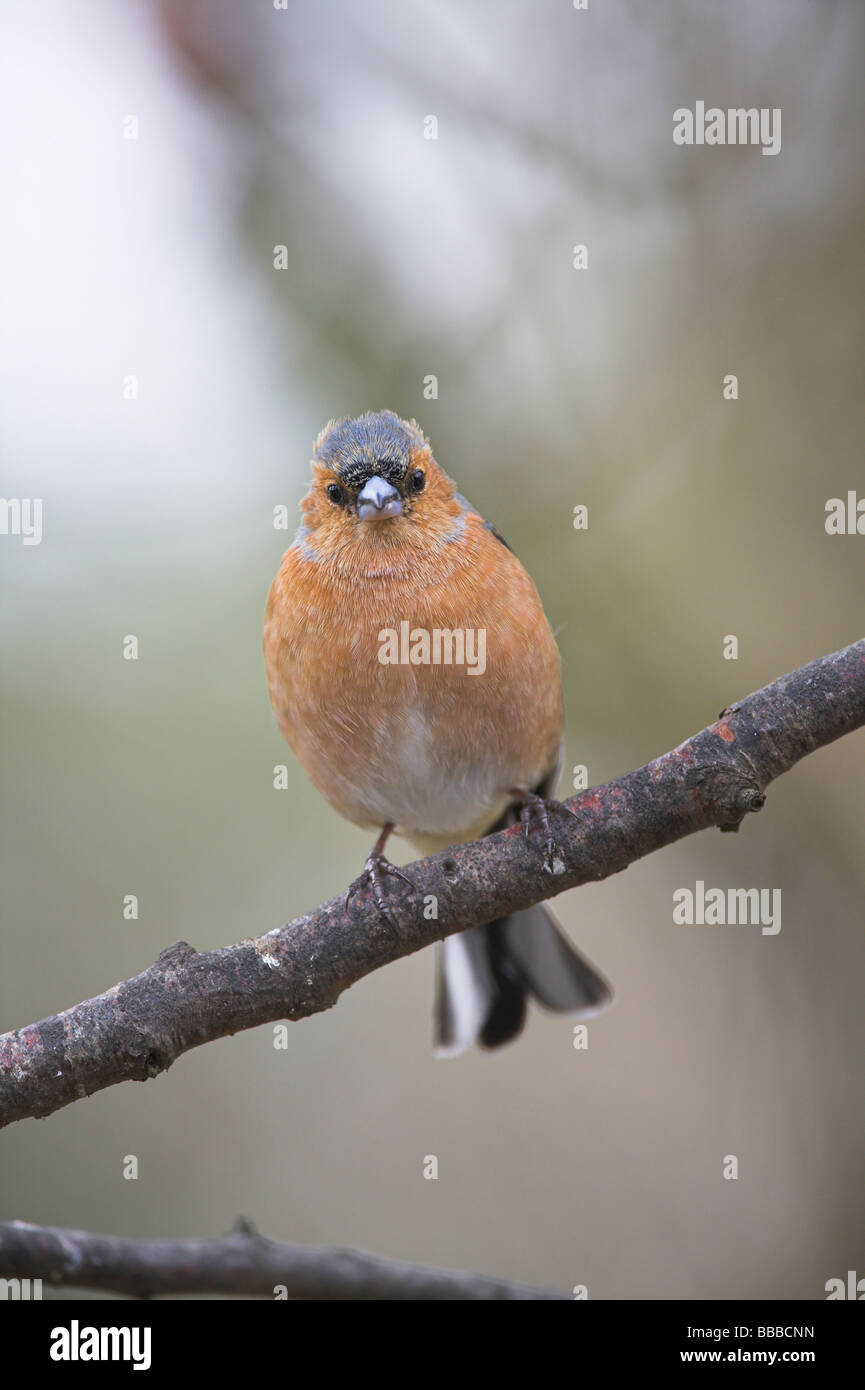 Chaffinch Fringilla coelebs homme perché sur une branche à Highlands, Ecosse, Cairngorm en avril. Banque D'Images