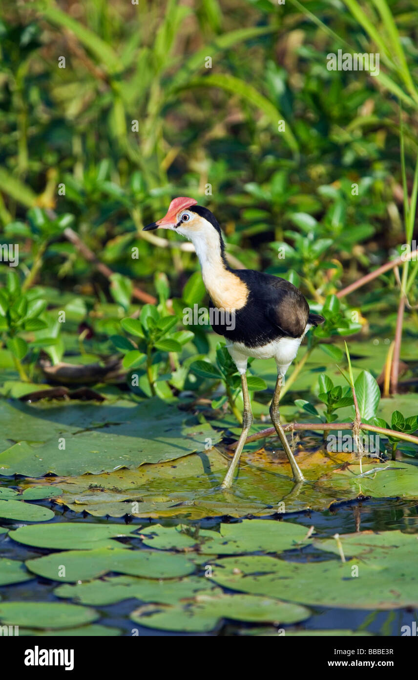 Comb crested Jacana (Irediparra gallinacea). Les zones humides, l'eau jaune le Kakadu National Park, Territoire du Nord, Australie Banque D'Images