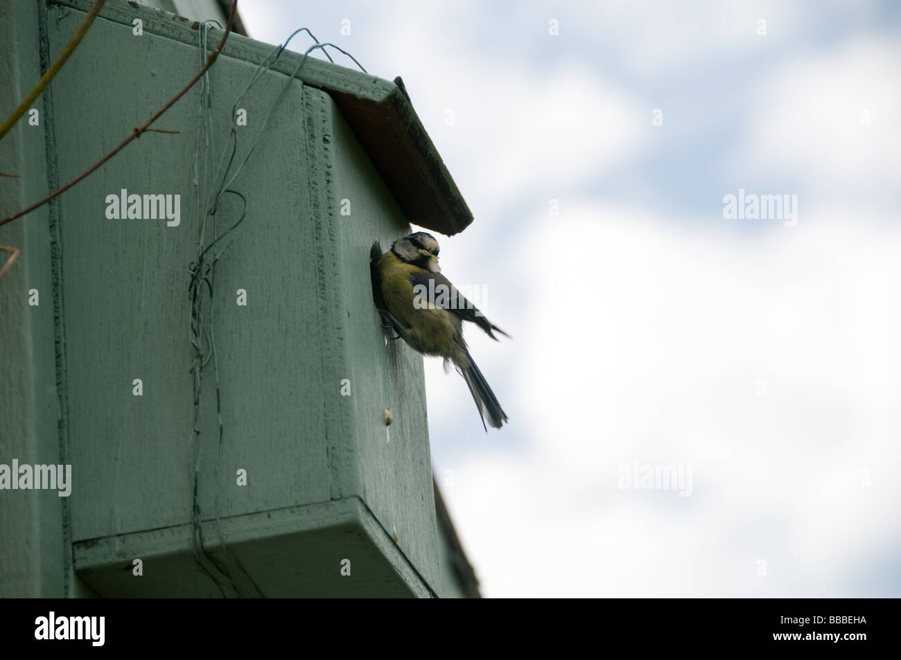 Un petit Blue Tit allaitant son fledgings. Banque D'Images