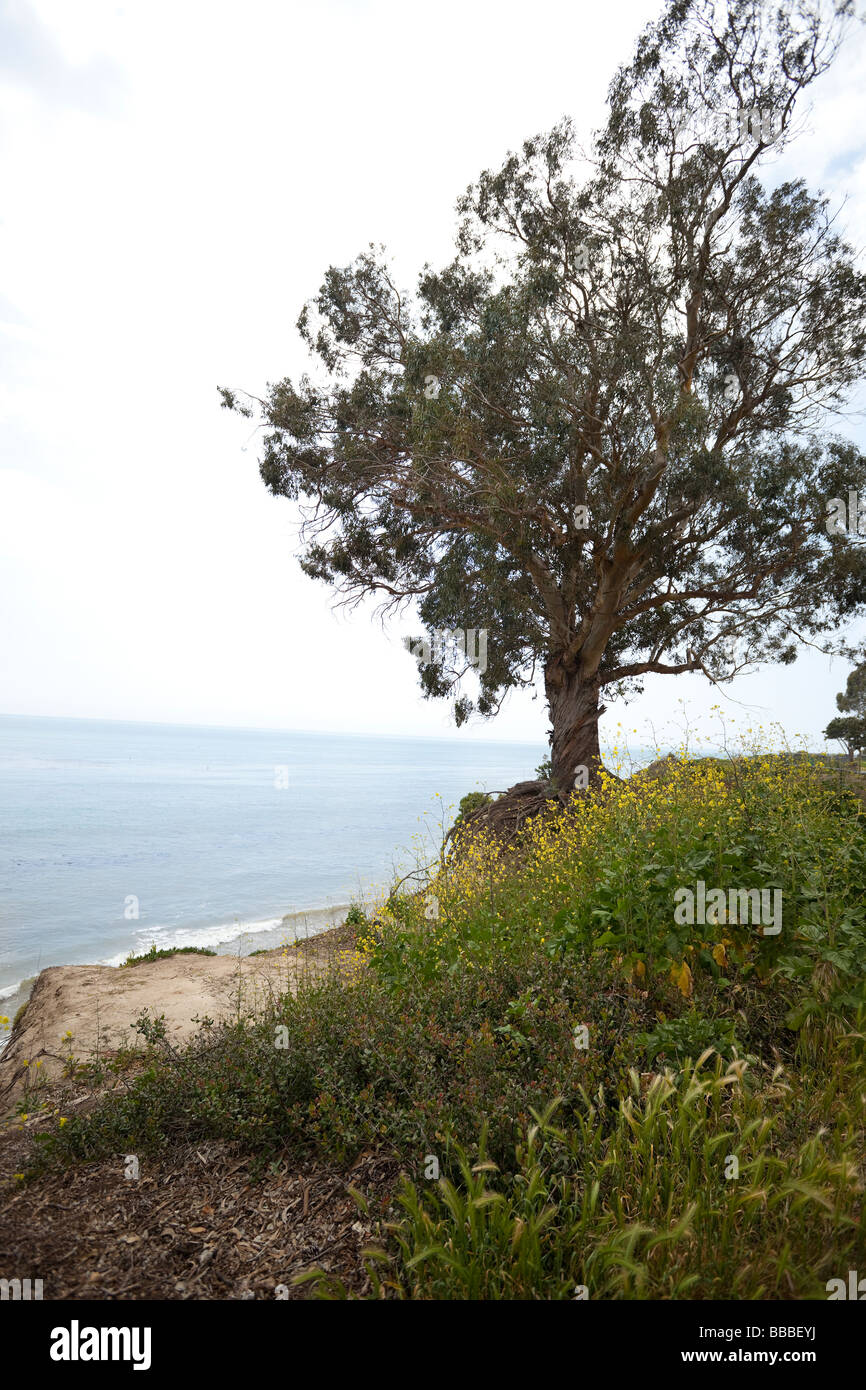 Arbre isolé donnant sur la mer, en Californie, USA. Banque D'Images