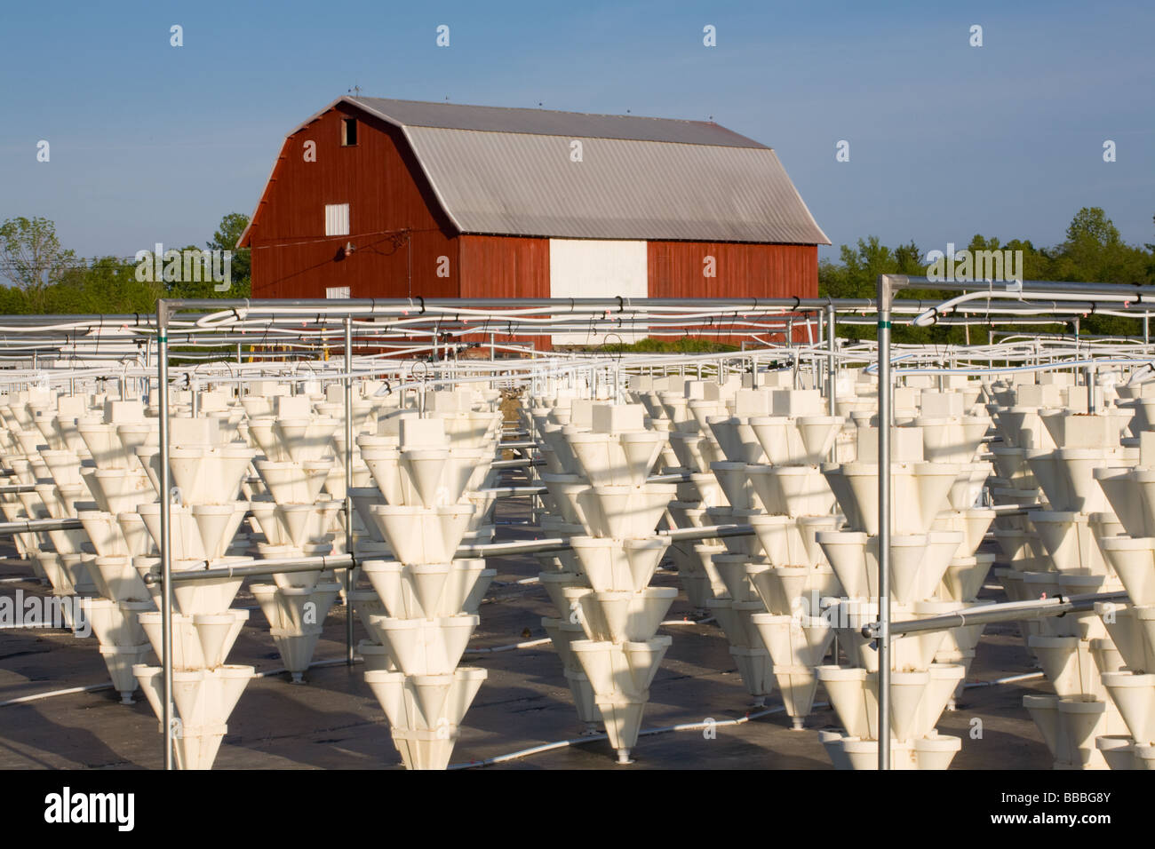 De plus en plus l'agriculture hydroponique fraises près de Skaneateles New York Comté d'Onondaga Finger Lakes Region Banque D'Images