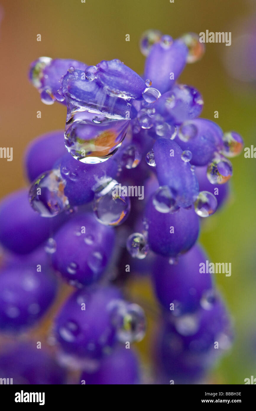 Macro image de Muscari fleur avec des gouttes de pluie. Banque D'Images