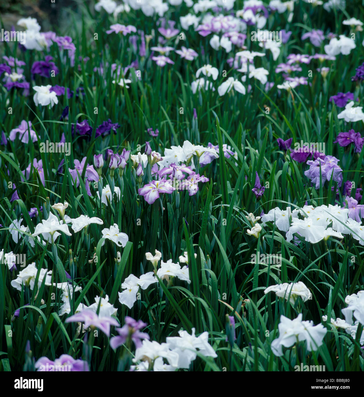 IRIS dans un parc Banque D'Images
