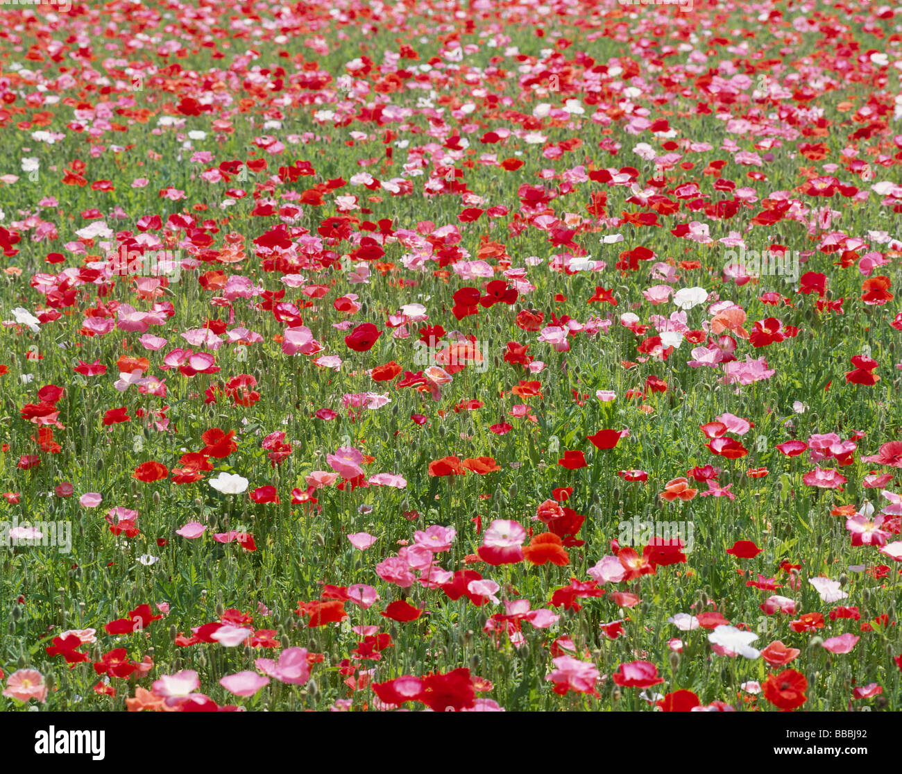 Coquelicot dans un parc Banque D'Images