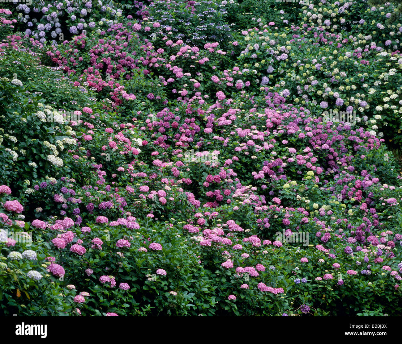 L'Hydrangea dans un parc Banque D'Images