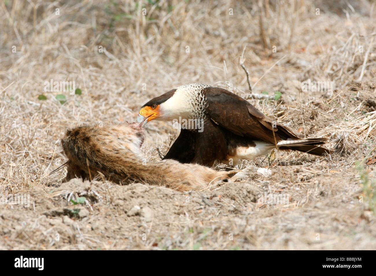 Caracara huppé se nourrit de carcasse Bobcat Banque D'Images