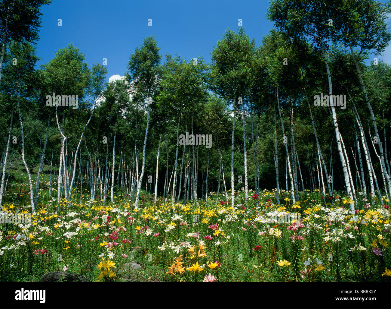 Jardin de Lily Banque D'Images