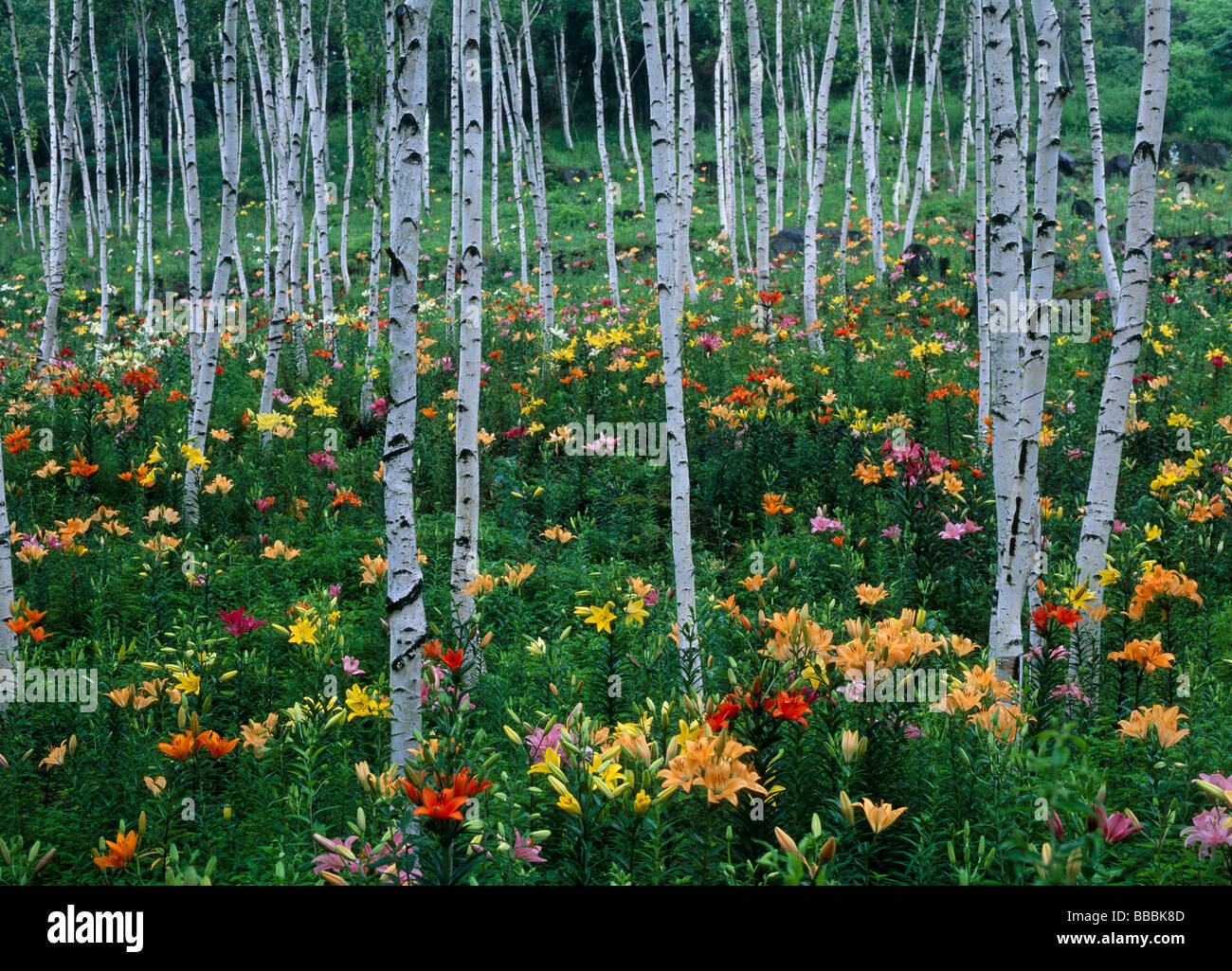 Jardin de Lily Banque D'Images