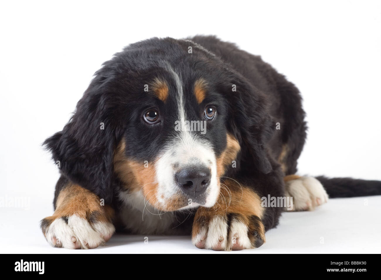 Les jeunes bernois isolated Banque D'Images