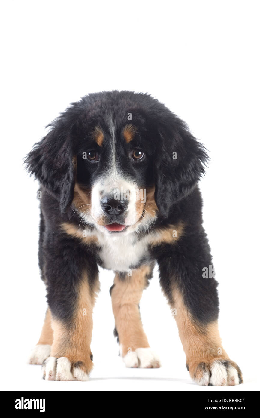 Les jeunes bernois isolated Banque D'Images