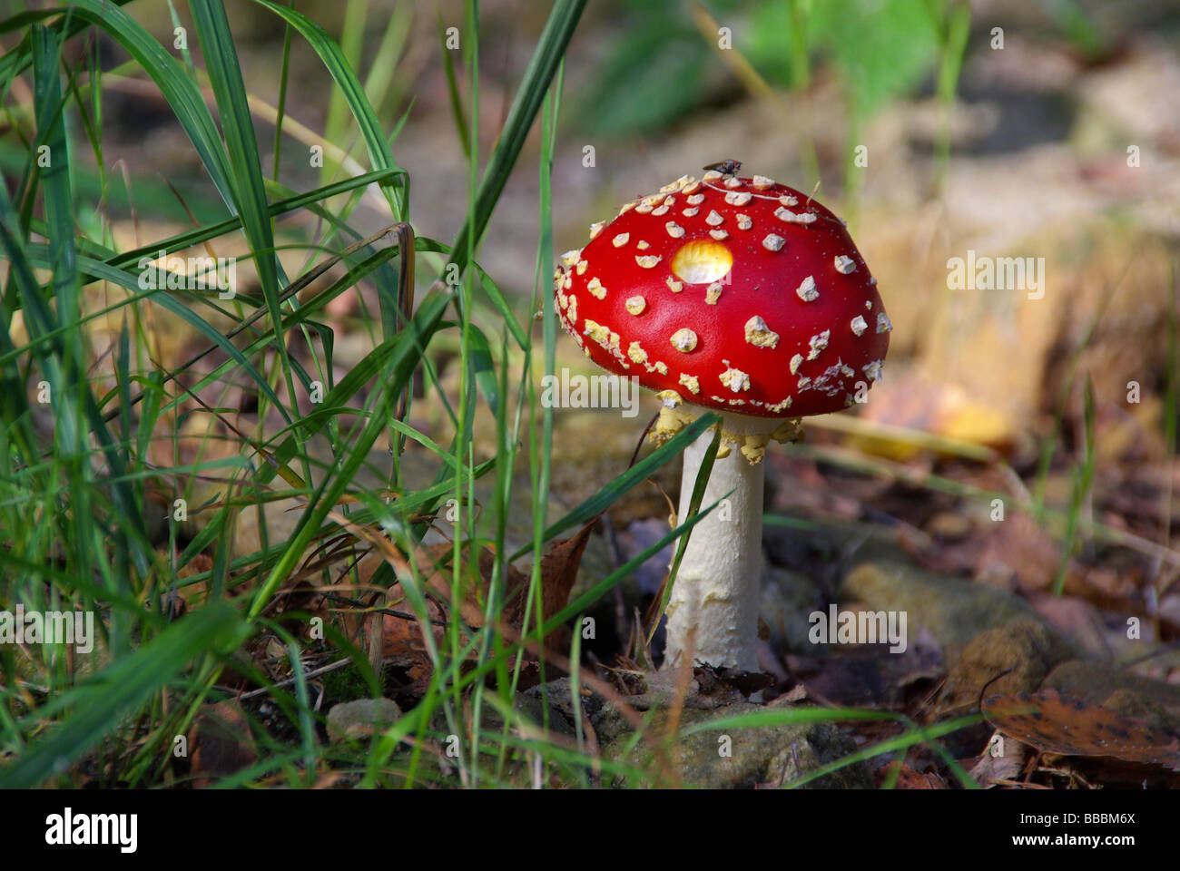 Agaric fly Fliegenpilz 06 Banque D'Images