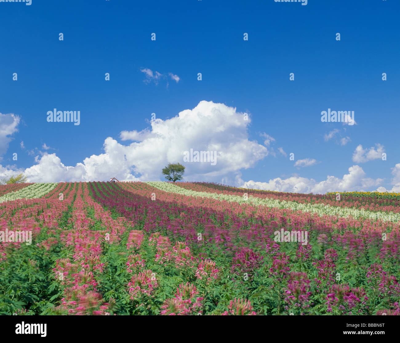 Jardin fleuri Banque D'Images
