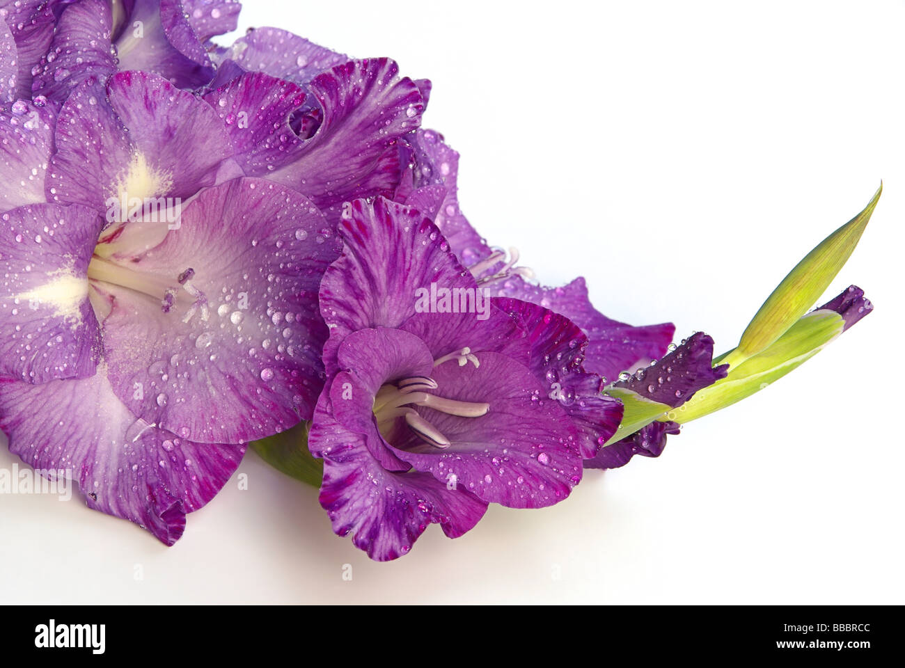 Glaïeul 02 Gladiole Banque D'Images