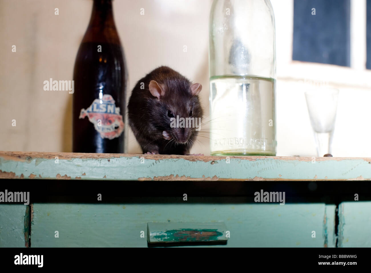 Rat noir (Rattus rattus) Banque D'Images