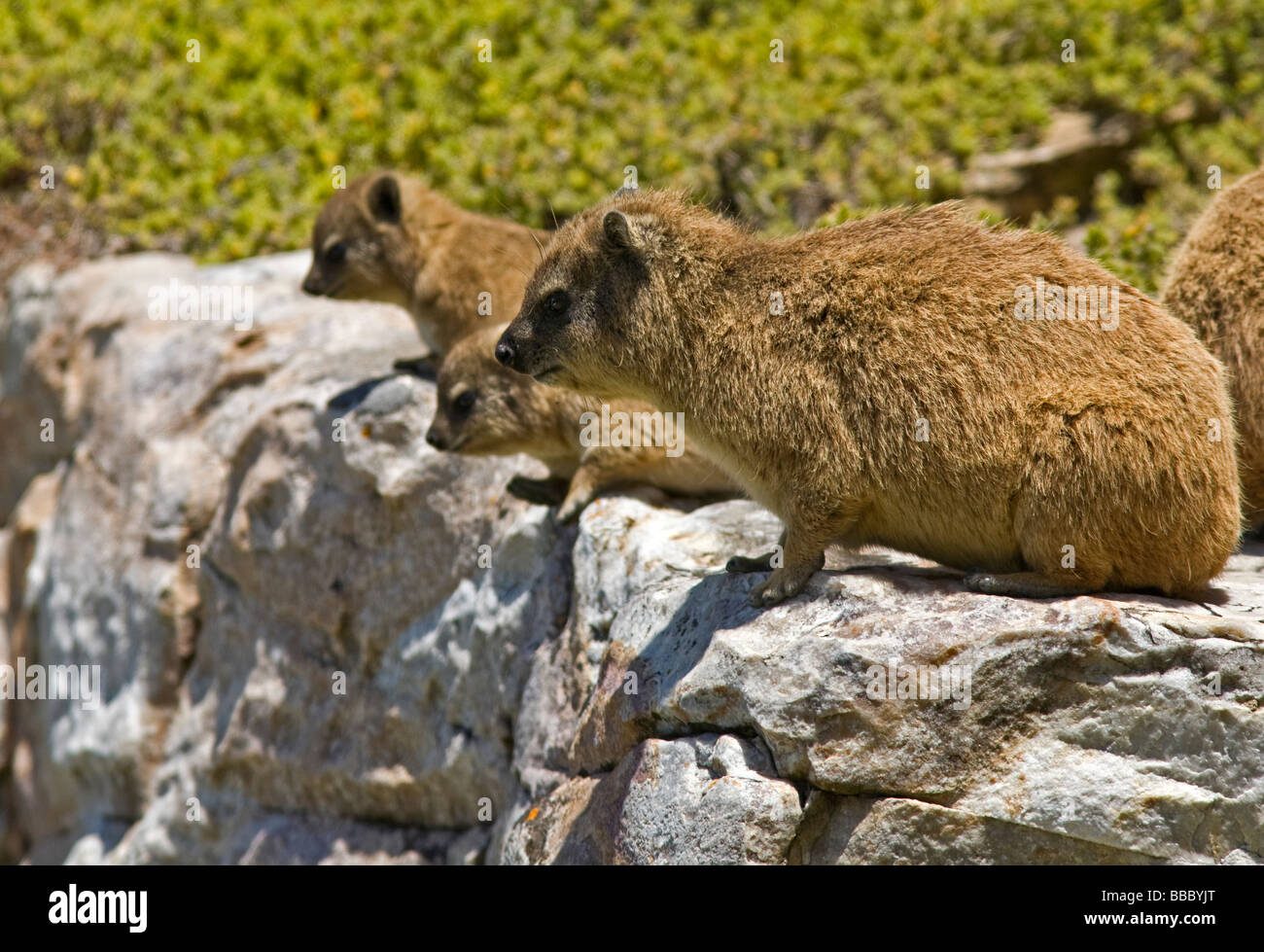 3 Dassie (Procavia capensis) en regardant vers le bas un gros rocher. Le Cap, Afrique du Sud Banque D'Images