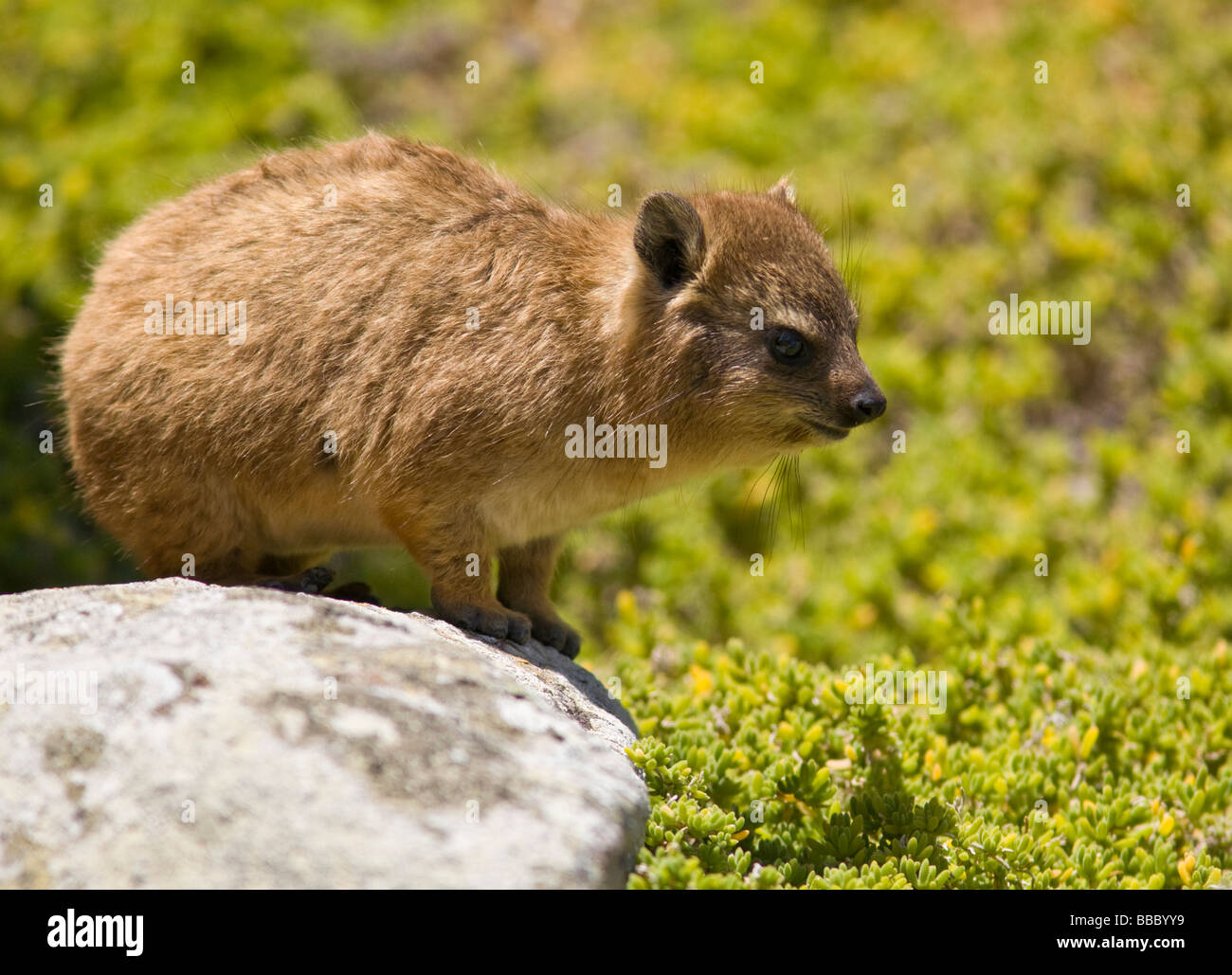 Hyrax de roche (Procavia capensis) assis sur la roche. Le Cap, Afrique du Sud Banque D'Images