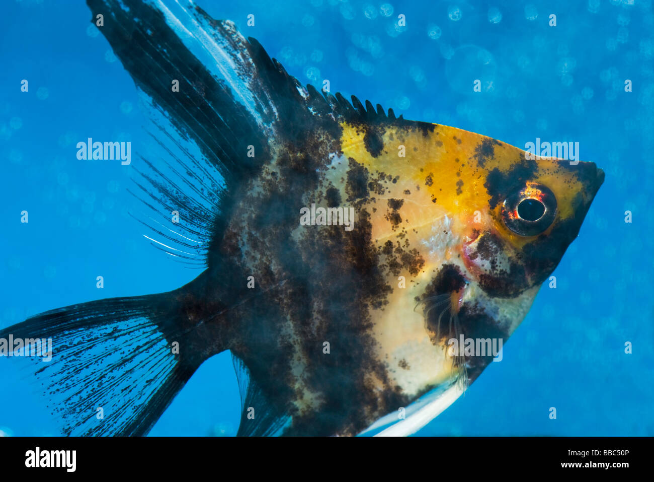 Portrait d'un petit trois couleurs poissons anges scalare Pterophyllum scalare fond bleu orange black white silver fish brig Banque D'Images