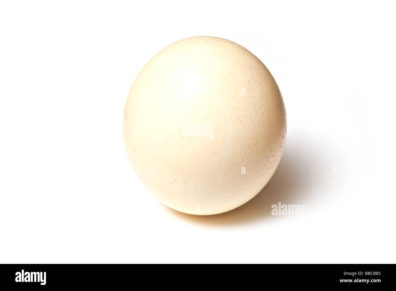 Œuf d'Autruche isolated on a white background studio Banque D'Images