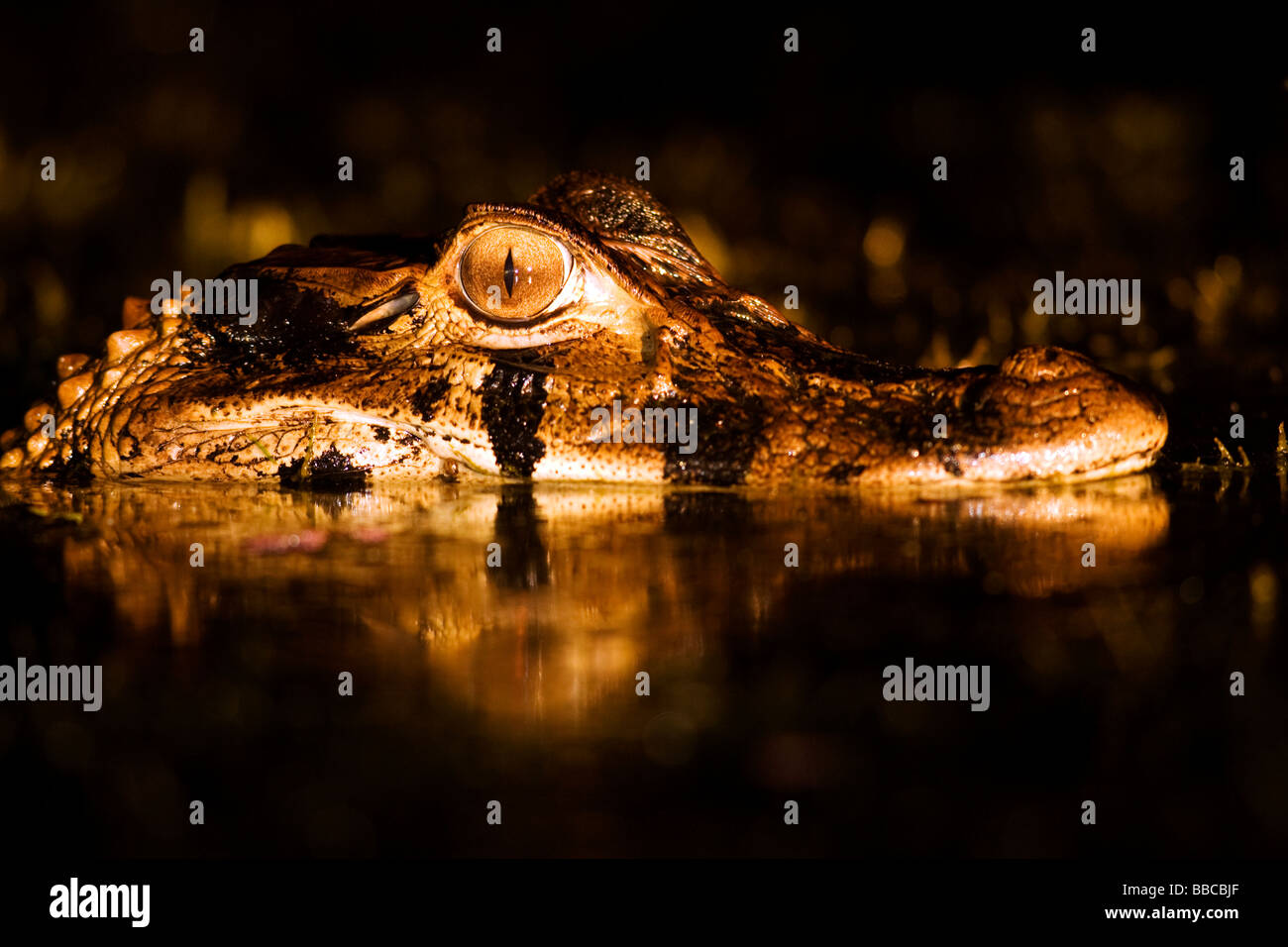 Close-up de Caiman dans la nuit - le Parc National Yasuní, province de Napo, Equateur Banque D'Images