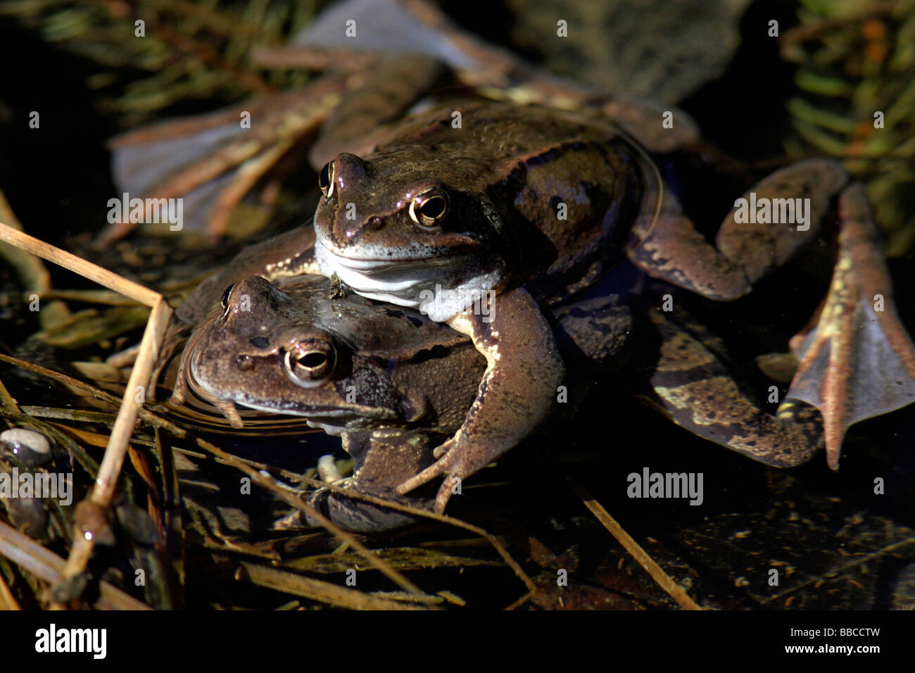 Accouplement de rana temporaria Banque de photographies et d’images à ...