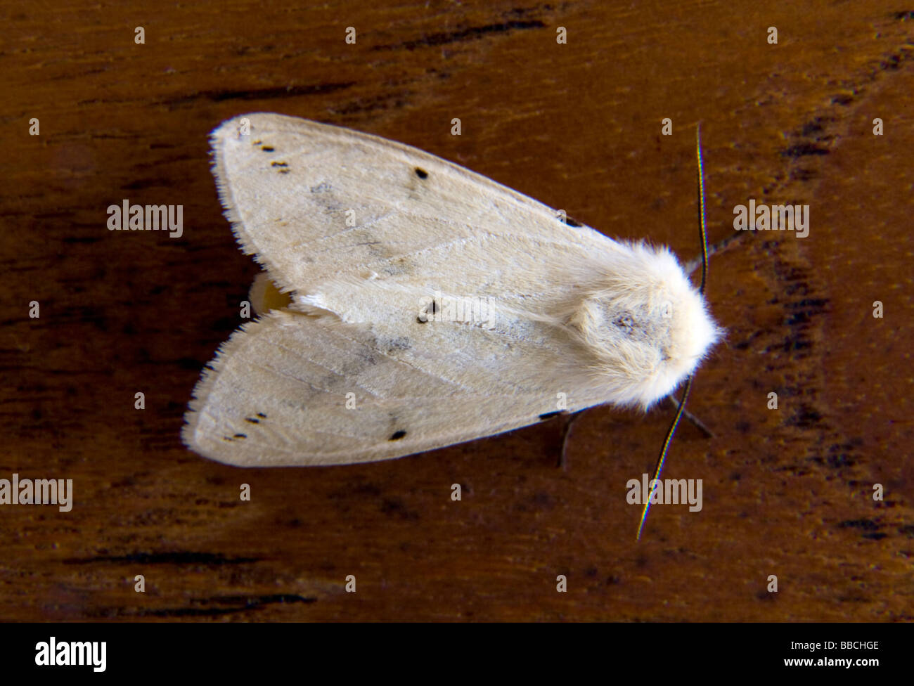 Close up photographie de l'hyponomeute du pommier blanc. Banque D'Images