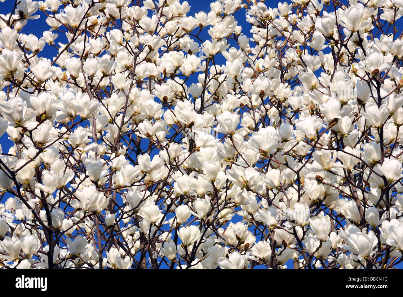 Magnolia en fleurs fleurs blanches contre ciel bleu ensoleillé Magnolia denudata Banque D'Images