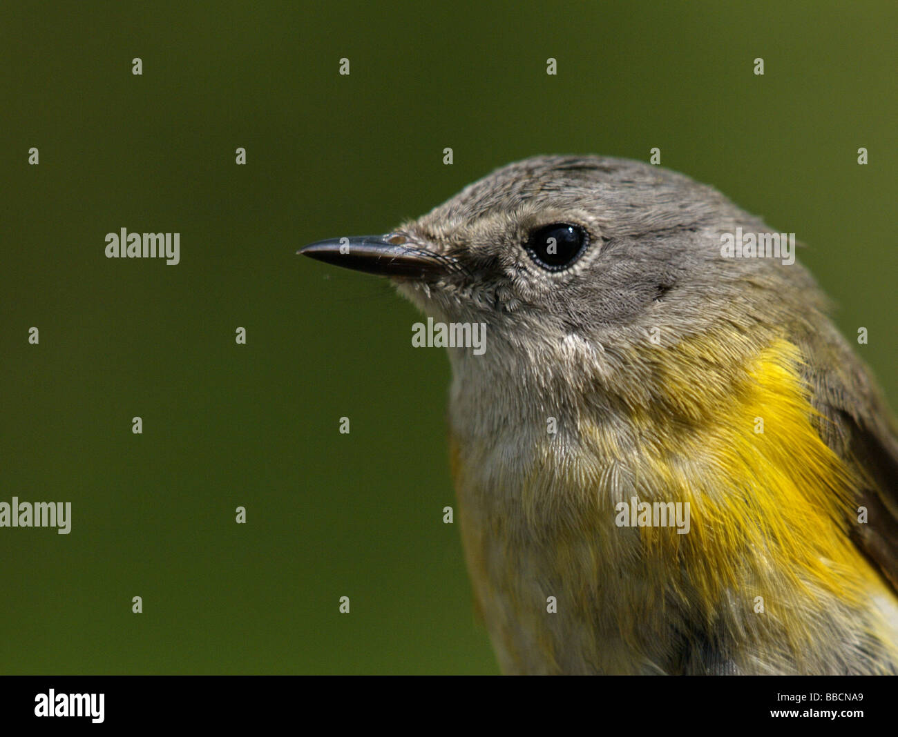 Paruline triste (Oporornis philadelphia). Banque D'Images