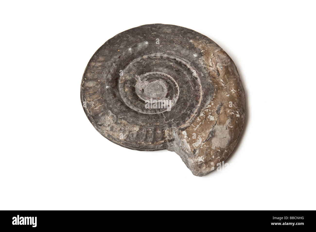 Fossiles Ammonite isolated on a white background studio Banque D'Images