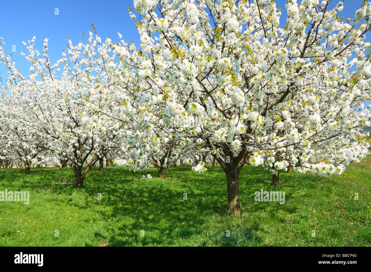 Les cerisiers fleurissent dans une journée de printemps ensoleillée plantation cerisier Cerasus avium Cherry Orchard Banque D'Images