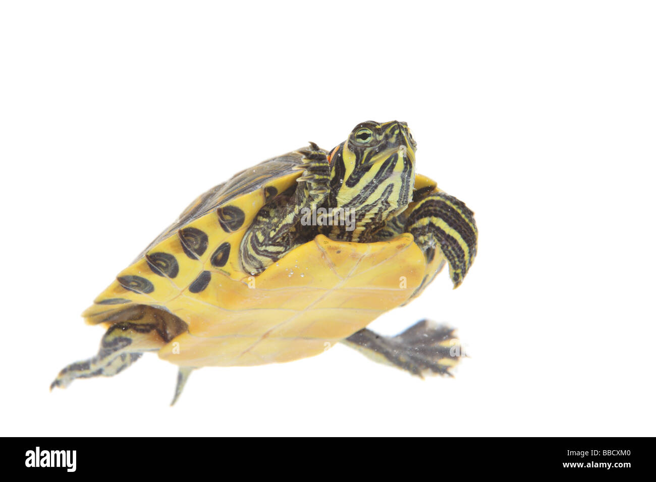 Tortue d'eau isolé sur fond blanc Banque D'Images