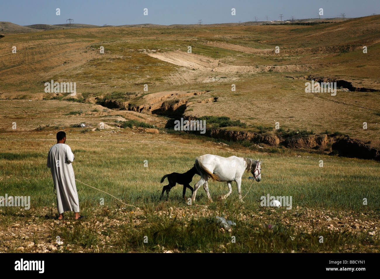 Un Bédouin homme vérifie sur sa jument et son poulain. El Araqeeb, Israël Banque D'Images