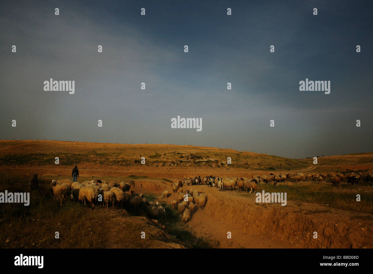 Un jeune berger bédouin déclenche tôt le matin avec un troupeau de moutons. El Araqeeb, Israël Banque D'Images