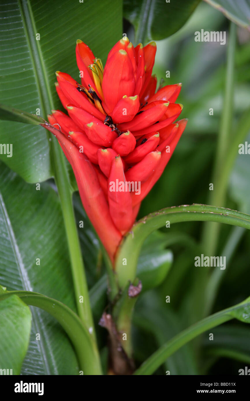 La flamme rouge à fleurs rouges ou banane banane thaï, Musa coccinea, Musaceae, sud-est de la Chine syn. Musa uranoscopos Banque D'Images
