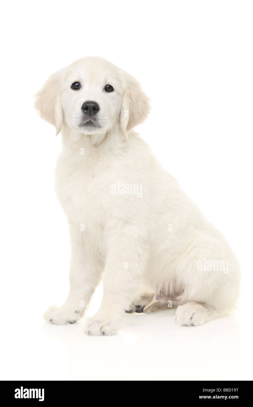 Peu de labrador retriever Banque D'Images