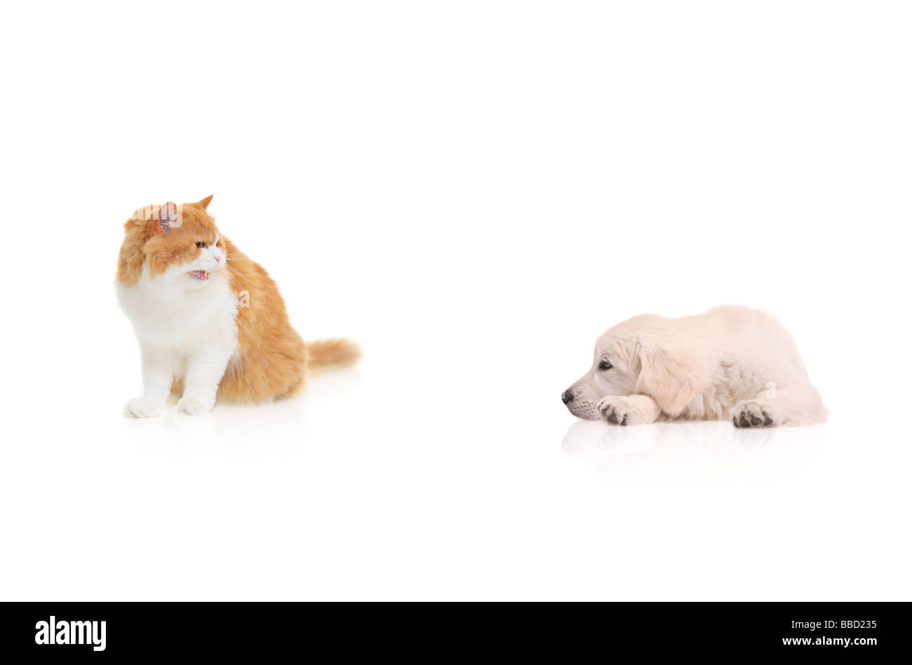 Cat devant un chien isolés contre fond blanc Banque D'Images