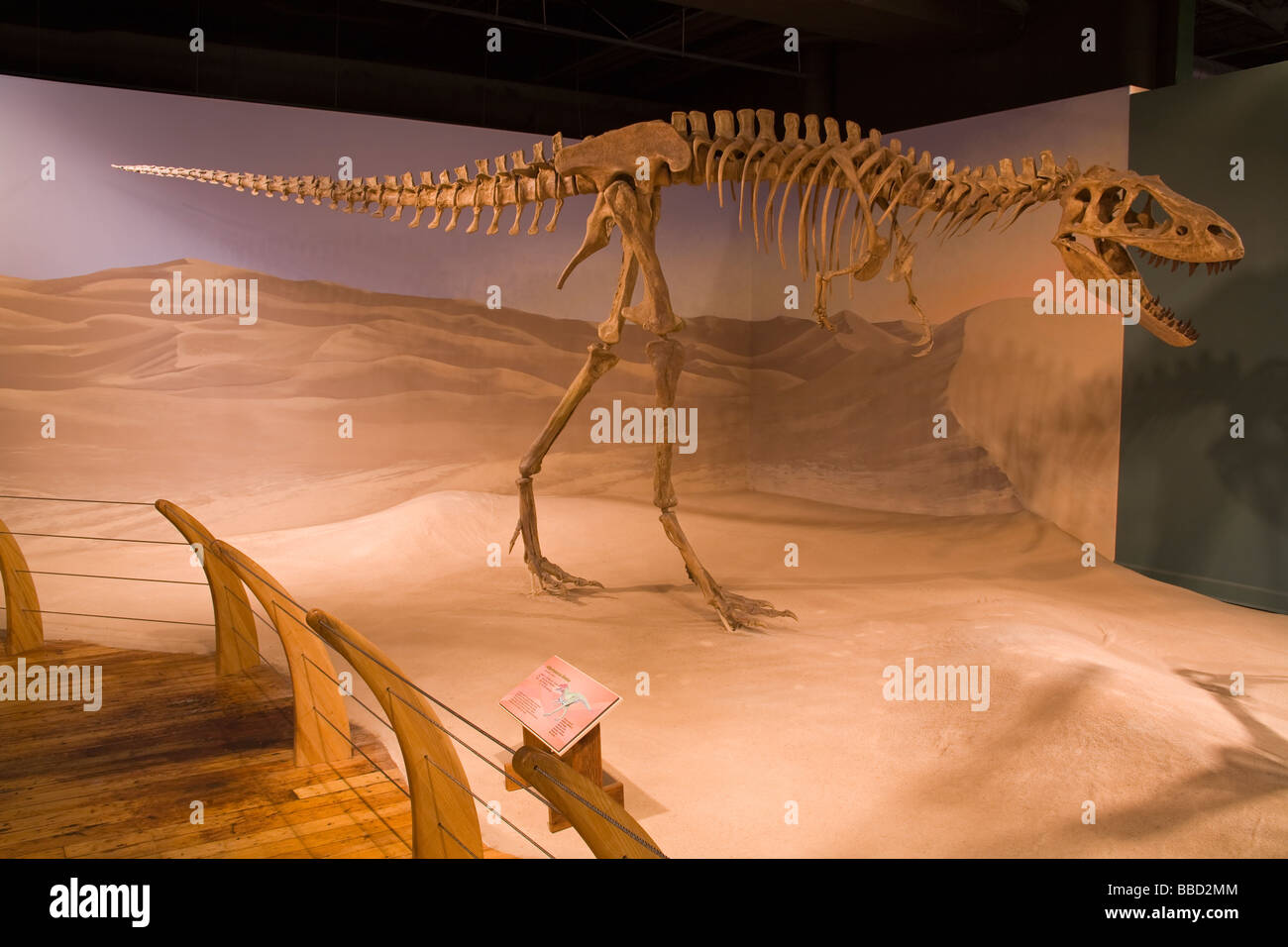 L'Albertosaurus Skeleton South Carolina State Museum Columbia South Carolina USA Banque D'Images