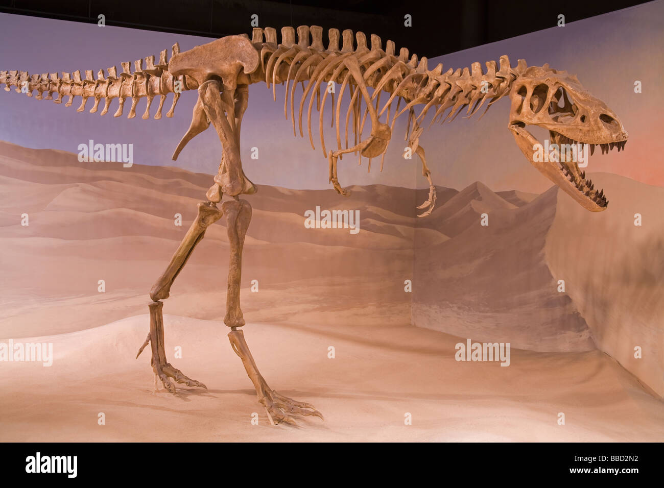 L'Albertosaurus Skeleton South Carolina State Museum Columbia South Carolina USA Banque D'Images