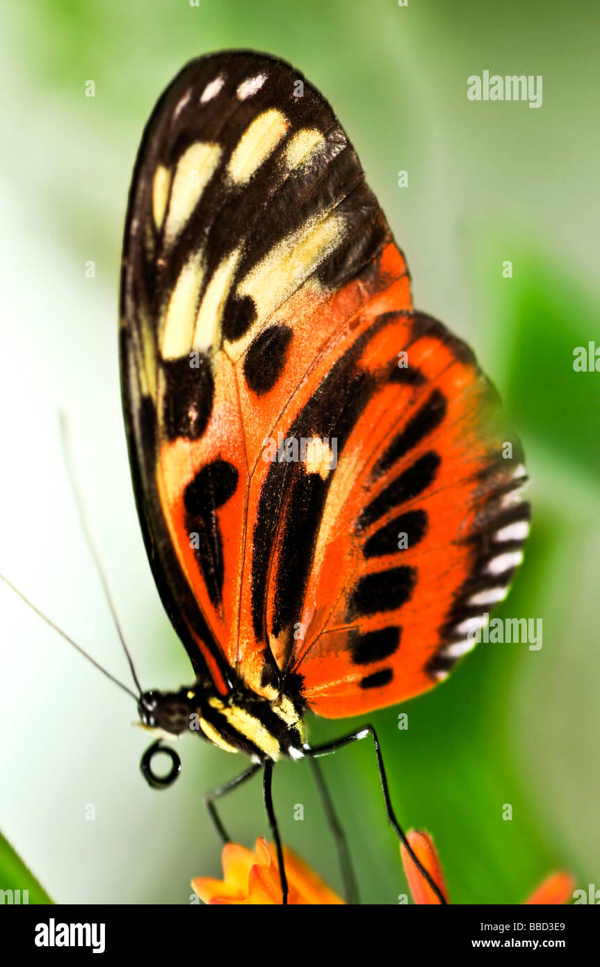 Grand papillon tigre assis sur une fleur Banque D'Images