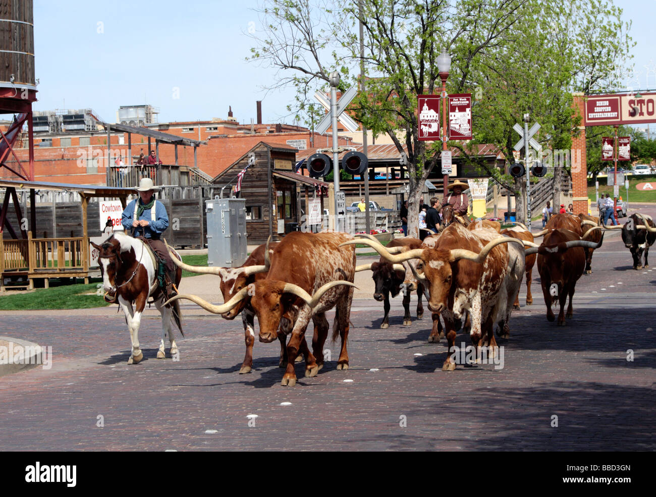 Fort Worth Stockyards de bétail, Texas Banque D'Images