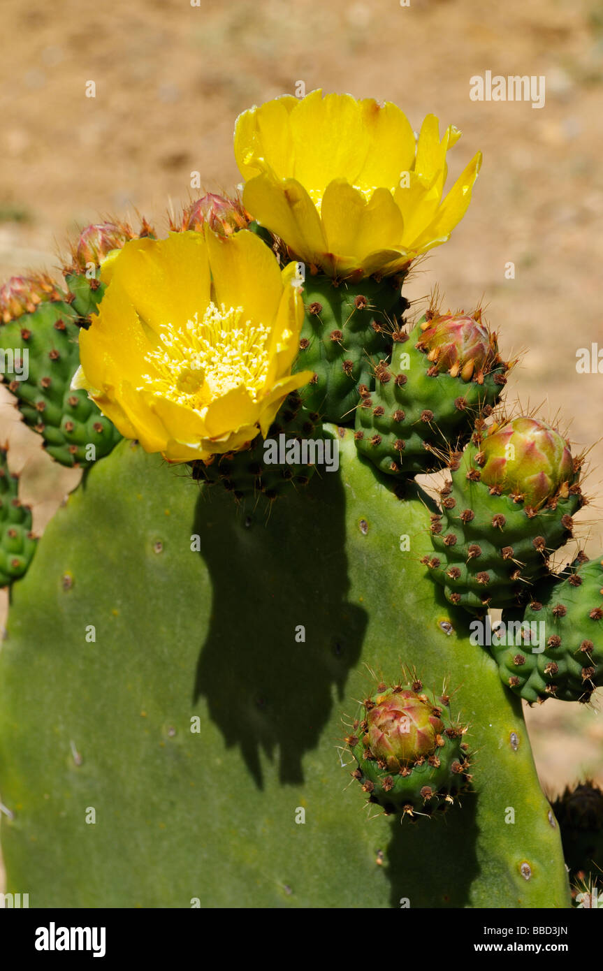 cactus digitale A Collection of Cacti Cactus Illustration Pencil Drawing Digital Artwork  Wallpaper for Monitors, TVs, and Laptops main image 1